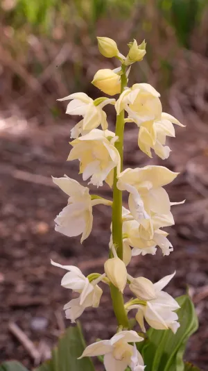 Calanthe Kojima White
