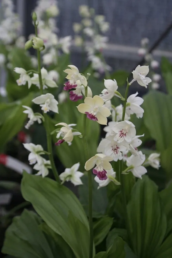 Calanthe Kojima White