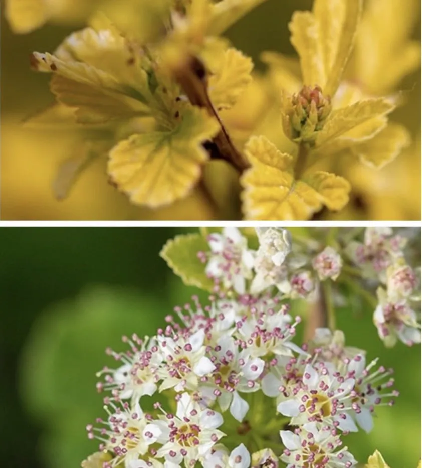 Physocarpus o Lucky Devil #2