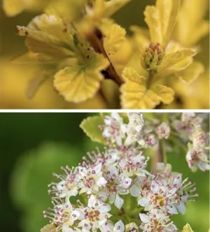 Physocarpus o Lucky Devil #2